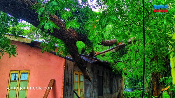 பலத்த காற்றால் முறிந்து வீழ்ந்த பழமையான மரம்; வவுனியாவில் அரச விடுதி சேதம்..! 